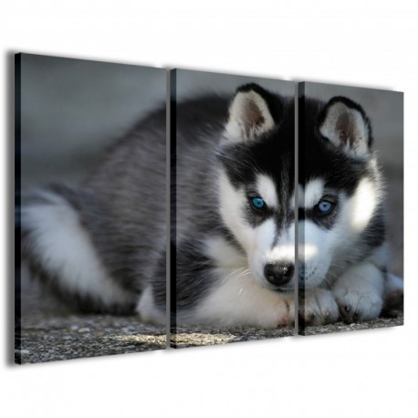 Quadro Poster Tela Husky 100x70 - 1