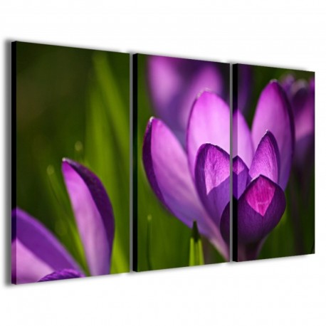 Quadro Poster Tela Crocus Spring 100x70 - 1